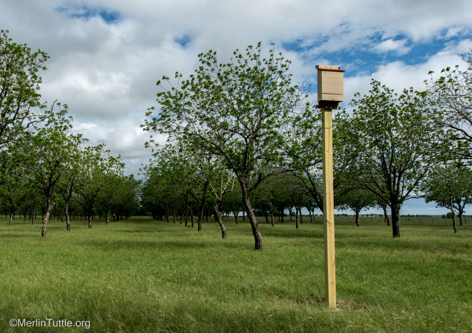 MTBC installed Bat House